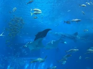 美ら海水族館